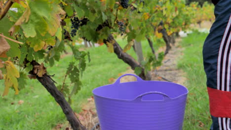 grape picker drops grapes into a bucket during a harvest at a winery