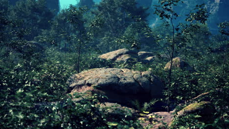 a mossy forest with large rocks