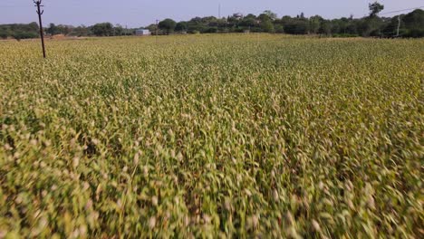 drone-flying-over-the-crop-to-the-city-and-empty-river-dry-river