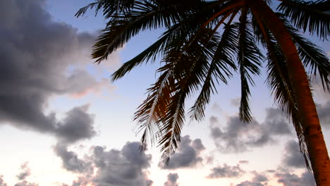 Palme-Mit-Schönem-Himmel