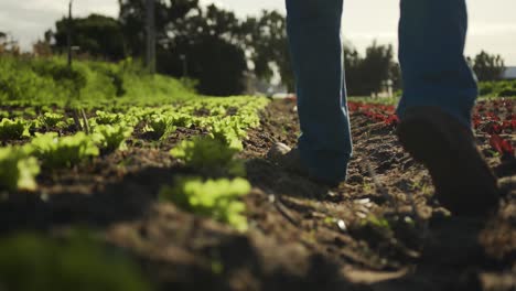 mature man working on farm