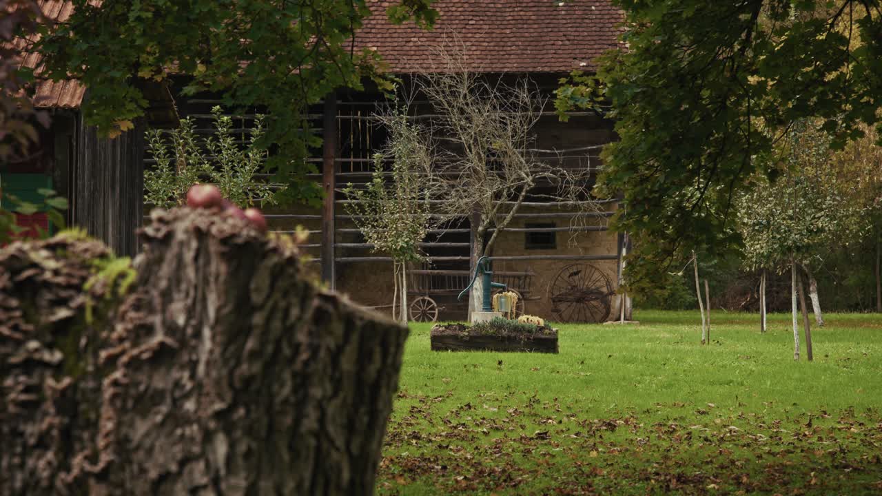 Tree stump with apples on top in a rustic yard with trees and barn in the background
