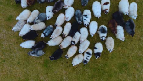 icelandic sheep gracefully roam and play in a picturesque field