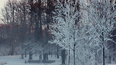 Trees-covered-with-snow.-Panorama-of-winter-park.--Benches-on-river-bank