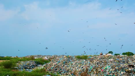 Flock-Of-Wild-Eagles-Hovering-Over-Garbage-Landfill