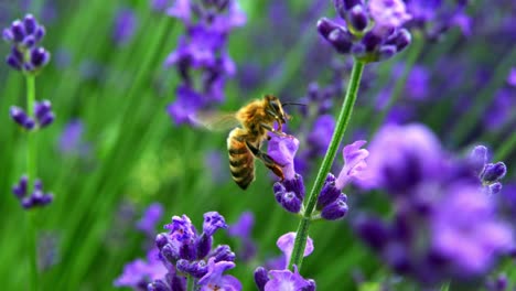 Abeja-De-Miel-En-Flores-De-Lavanda---Disparo-Macro