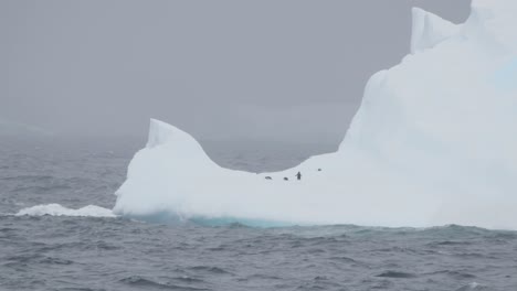 pingüinos en el iceberg a salvo de los depredadores, hermoso color blanco y azul