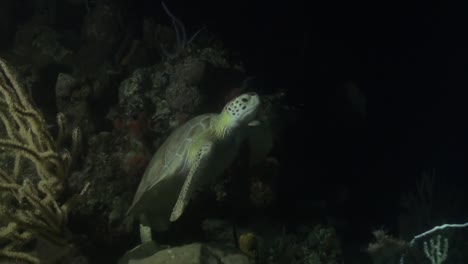 sea turtle at night