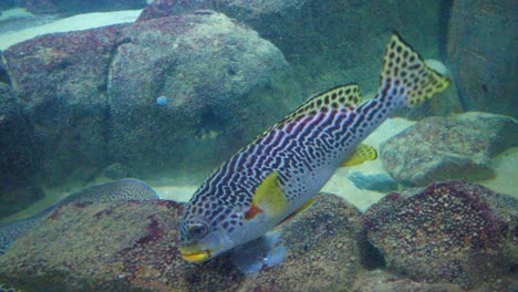 Süßlippen-Mit-Schrägen-Bändern-Schwimmen-über-Die-Felsen-Am-Boden-Des-Meerwasseraquariums-Im-Burgerzoo,-Niederlande