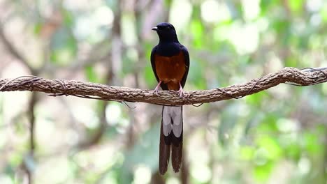 shama de rabadilla blanca encaramado en una vid con fondo bokeo del bosque, copsychus malabaricus, en cámara lenta