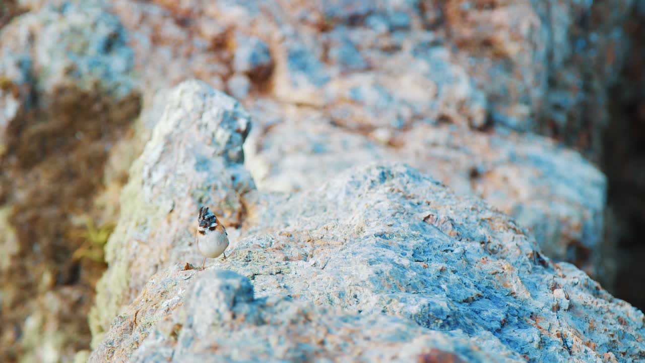 gorrión saltando hacia la cámara y volando, cámara lenta