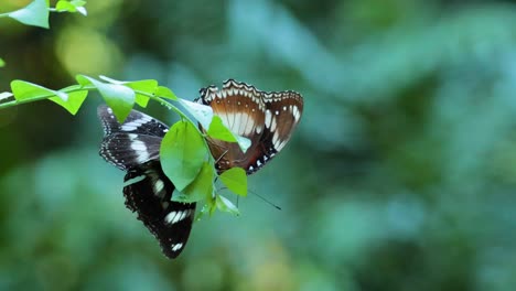 two butterflies interacting on a leafy branch