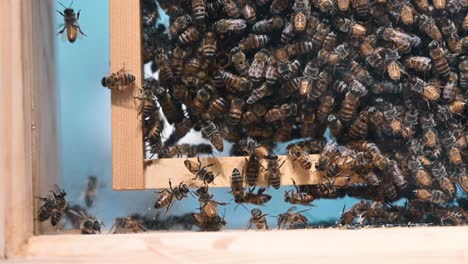 Abejas-Melíferas-Dentro-De-Una-Colonia-De-Colmenas-Comerciales,-Utilizadas-Para-La-Apicultura.