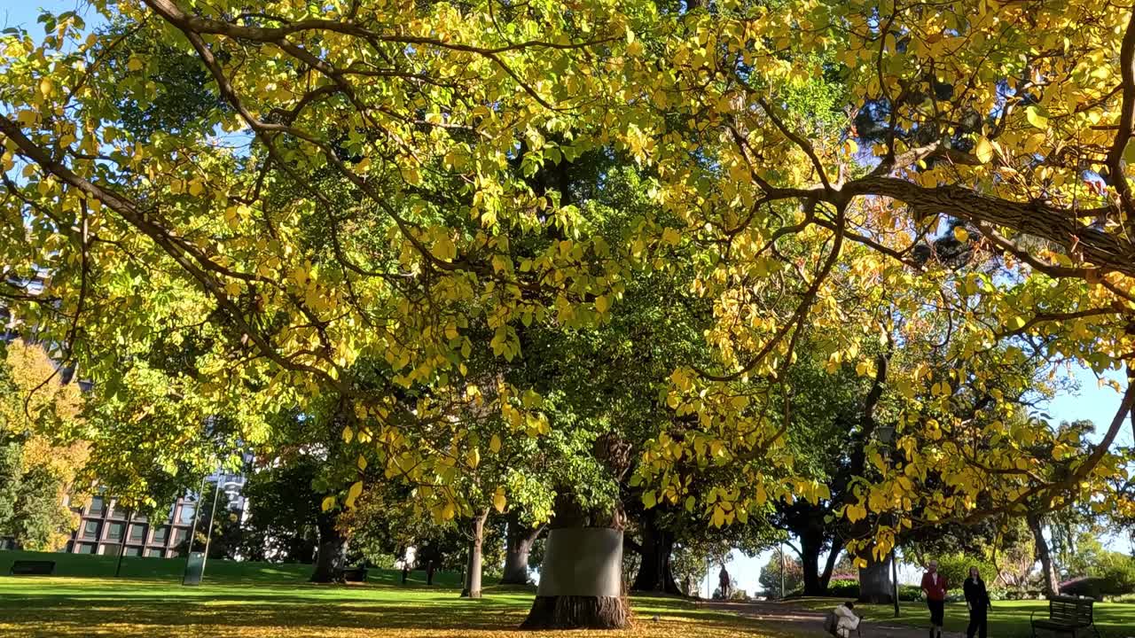 A serene view of lush green grass and vibrant yellow leaves under a sunny sky.