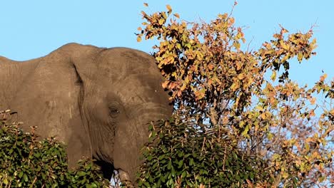 Powerful-Elephant-Bull-in-a-closeup,-pushing-through-trees-with-determination-and-strength,-in-Africa