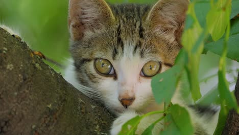 Gatito-Callejero-En-La-Rama-De-Un-árbol.-El-Gato-Callejero-Es-Un-Gato-Doméstico-Sin-Dueño,-Que-Vive-Al-Aire-Libre-Y-Evita-El-Contacto-Humano:-No-Se-Deja-Manipular-Ni-Tocar-Y-Permanece-Oculto-A-Los-Humanos.