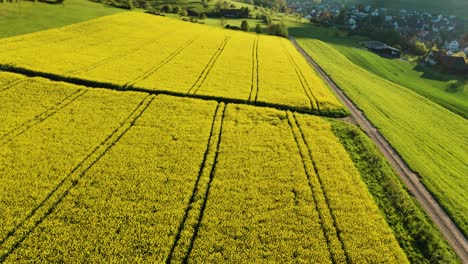 Luftaufnahme-Eines-Rapsfeldes-In-Voller-Blüte-Mit-Schönem-Kleinen-Weg-Für-Menschen,-Entspannender-Ort-In-Der-Natur-Der-Schweiz-Im-Frühling