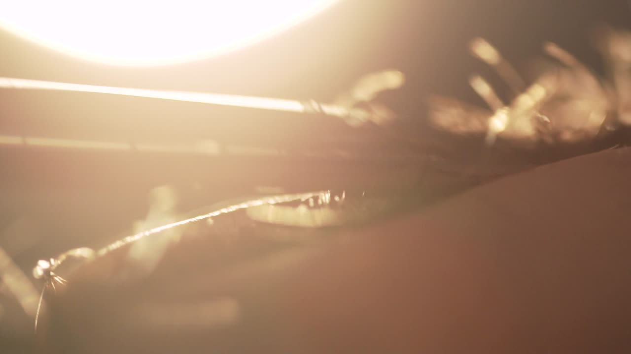 빛 아래에서 블레이드의 클로즈업