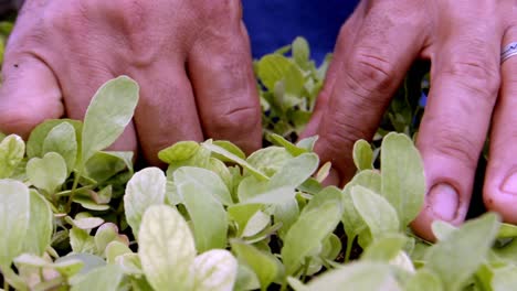 wild lettuce buds being inspected for quality and insect infestation