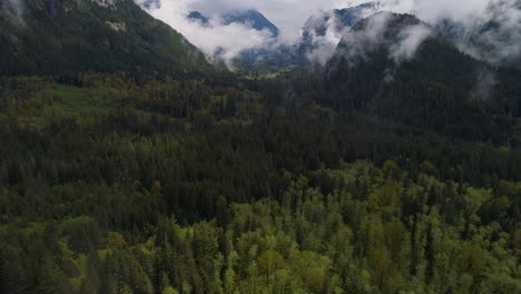 Drone-tilt-up-shot-of-a-lush-forest-with-low-clouds