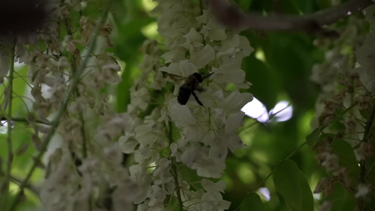 las abejas ligeramente iluminadas se arrastran a lo largo de un haz blanco vertical de flores