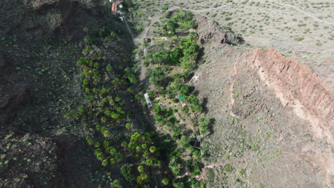 Flug-über-Einen-Wunderschönen-Palmenhain-Auf-Der-Insel-Gran-Canaria-Und-In-Der-Nähe-Der-Festung-Ansite