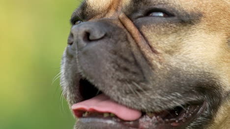 french bulldog panting with tongue out