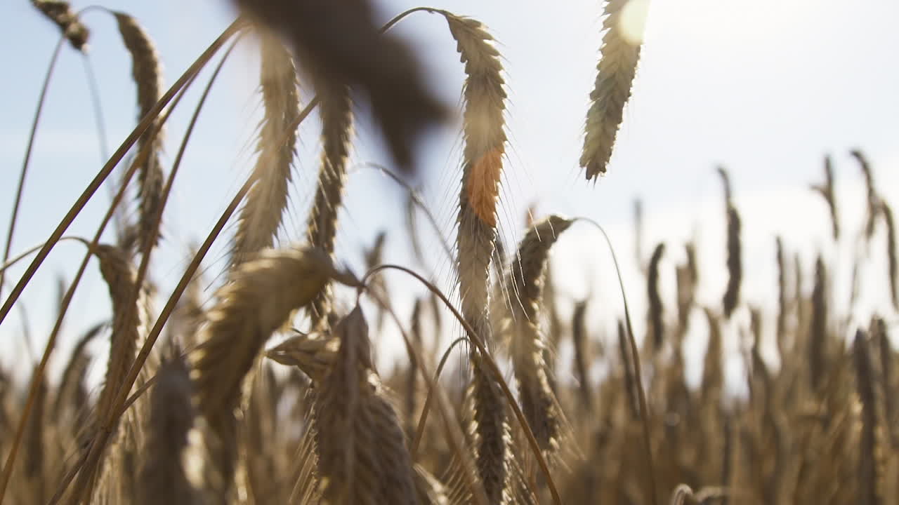 campo de cultivo de centeno orgánico sano y maduro natural en tierras de cultivo rurales con espectacular luz solar que brilla en las hojas del tallo al amanecer, tirón de mano de cerca en cámara lenta, profundidad de campo poco profunda