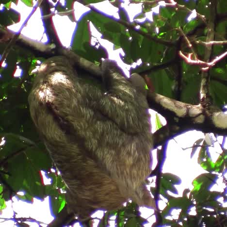 a sloth moves slowly in a tree 1