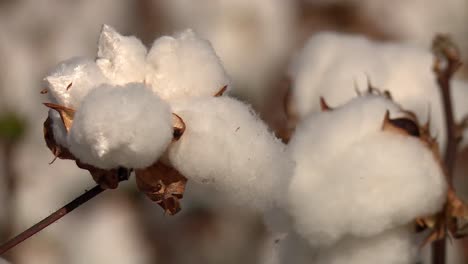 cierre de plantas de algodón que soplan ligeramente contra el viento durante el día al aire libre