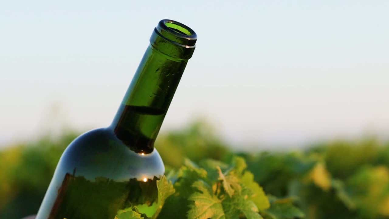A green wine bottle partially submerged in vibrant vineyard foliage under a clear sky.