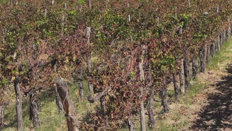 viñedos secos después de una cosecha muy exitosa