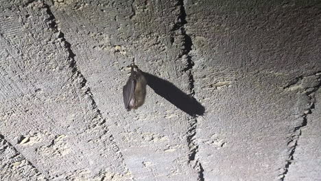 Close-up-of-an-Egyptian-Fruit-Bat-hanging-from-a-dark-cave-ceiling