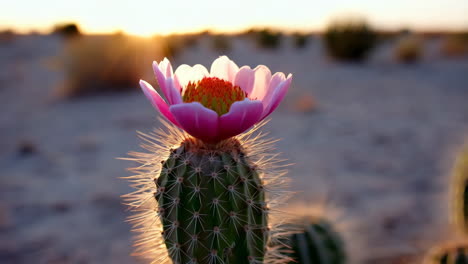 vibrant pink cactus flower blooming in the desert at sunset