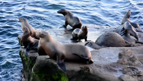 Leones-Marinos-De-California-En-Rocas-En-La-Jolla-California-Con-Olas-Rompiendo