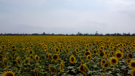 Vuelo-De-Drones-Muy-Lento-Sobre-El-Campo-De-Girasoles-En-Flor-Amarilla-Y-El-Cielo-Nublado