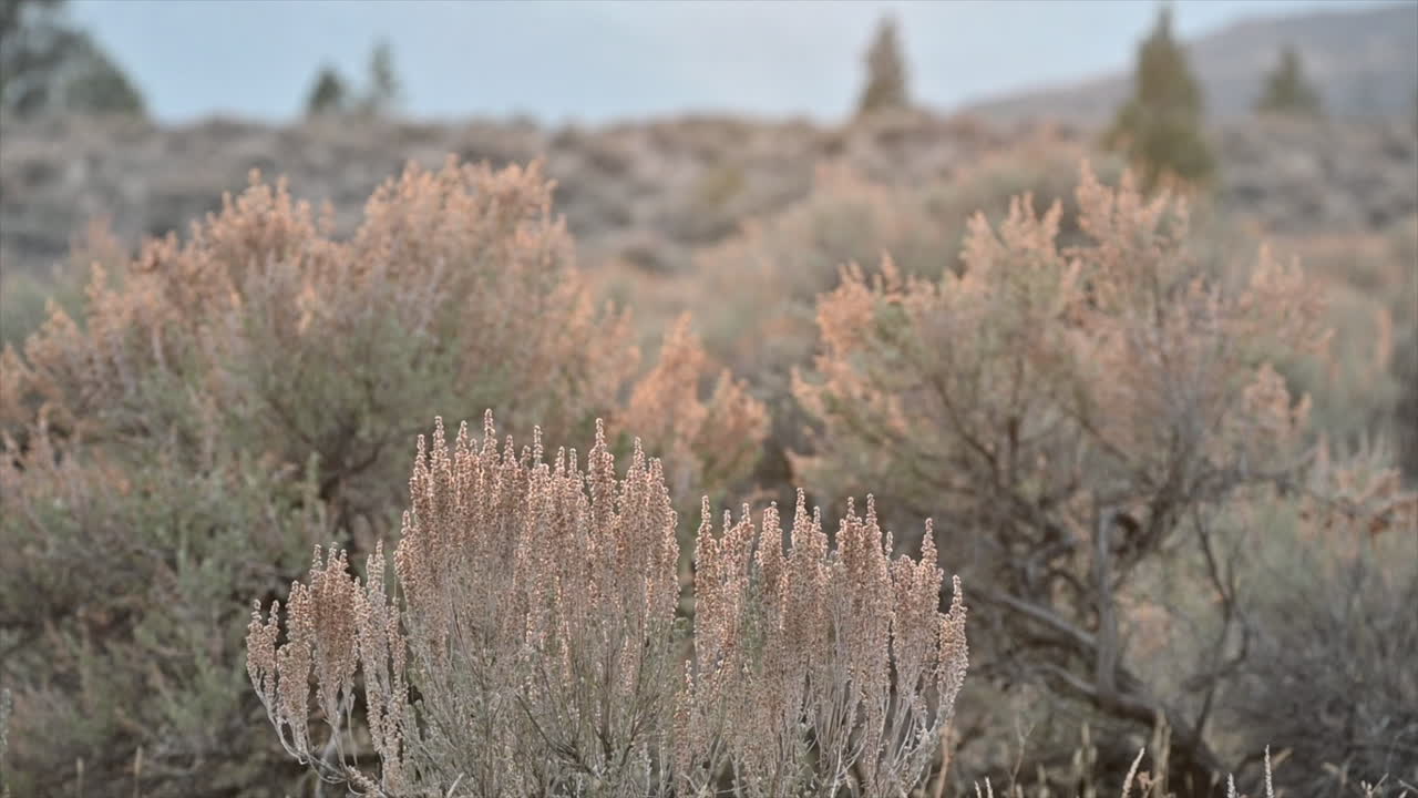Sagebrush Silhouettes: The Subtle Beauty of the Grasslands