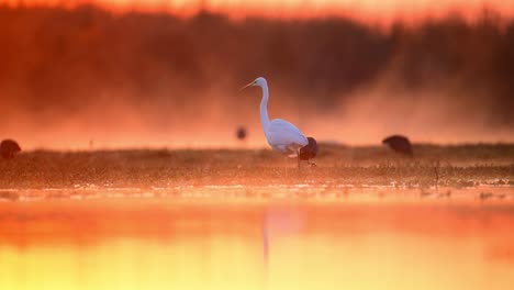 flock of birds in misty morning