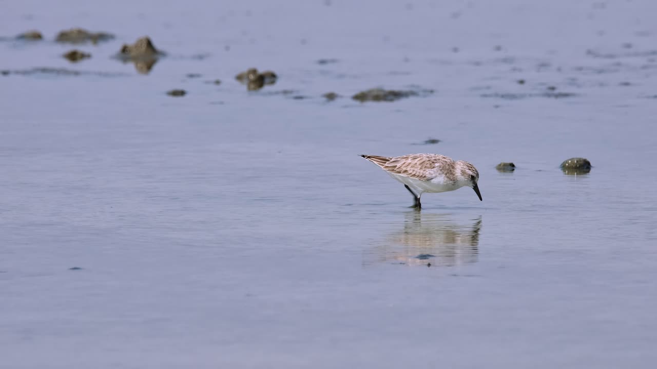 persiguiéndose el uno al otro en el medio mientras se alimentan juntos, calidris ruficollis de cuello rojo, tailandia