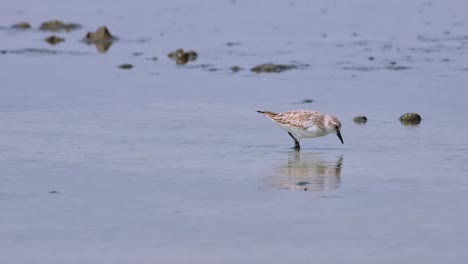 Sie-Jagen-Einander-In-Der-Mitte,-Während-Sie-Gemeinsam-Fressen,-Rothals-Stint-Calidris-Ruficollis,-Thailand