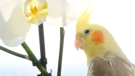 a parrot with yellow feathers on wing perched near a white orchid flower a yellowfeathered cockatiel perches beside a white orchid showcasing its beautiful plumage and delicate beak next to the plants vibrant flower
