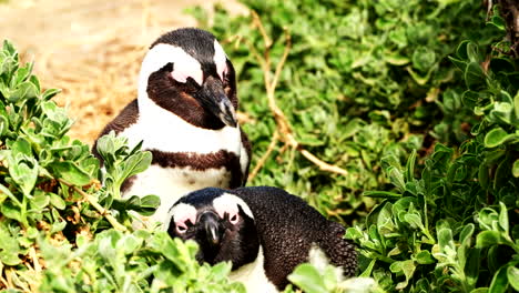pingüinos africanos adormecidos spheniscus demersus siesta en la vegetación costera, primer plano