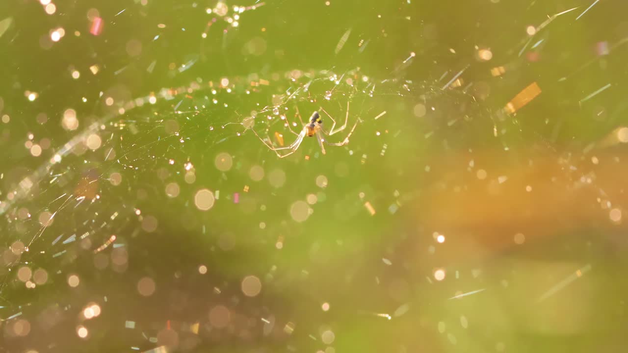 거미줄 위의 비방울, 작은 비방울 속의 거미줄.