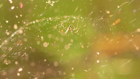 raindrops on the spider web. cobwebs in small drops of rain.