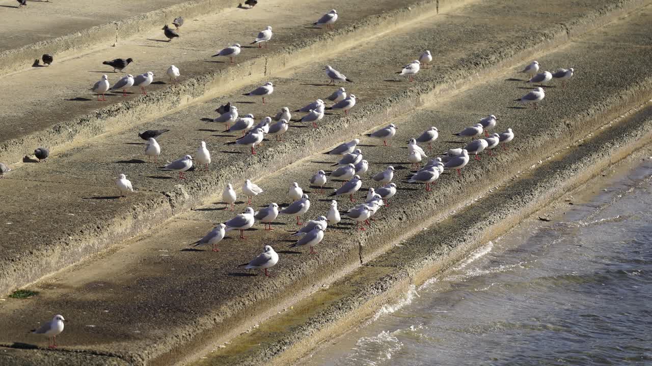 Gaviotas en un día soleado junto al agua en Japón: la tranquila reunión de la naturaleza, paso a paso