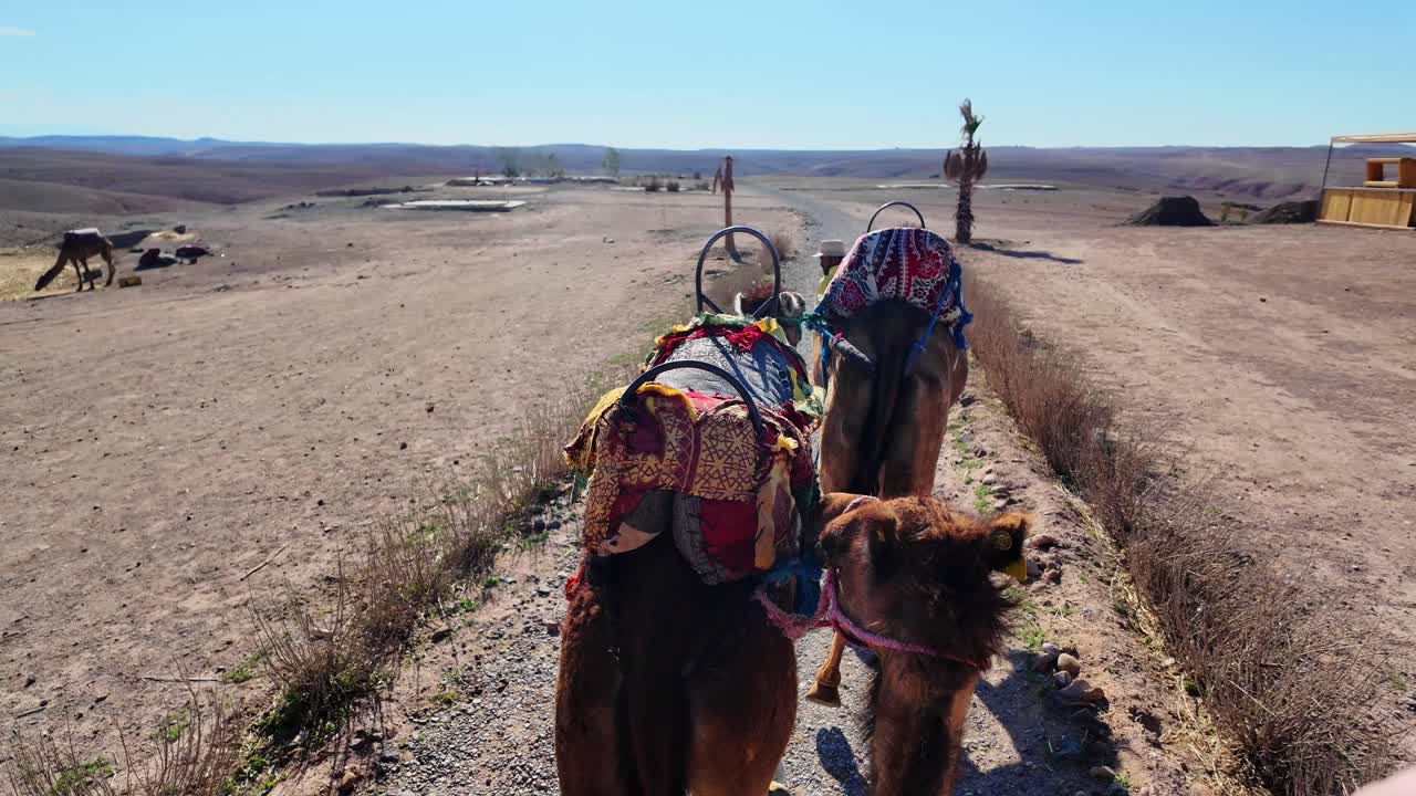 punto de vista en camello pov en el desierto de agafay cerca de marrakech, marruecos