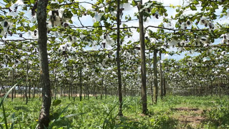 low panning shot of grapes growing in vineyard