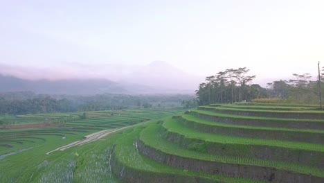 Tiro-Panorámico-Con-Drones-De-Un-Cultivo-Idílico-De-Arroz-En-Una-Plantación-Montañosa-Durante-El-Día-Brumoso-Al-Amanecer---Java-Central,-Indonesia