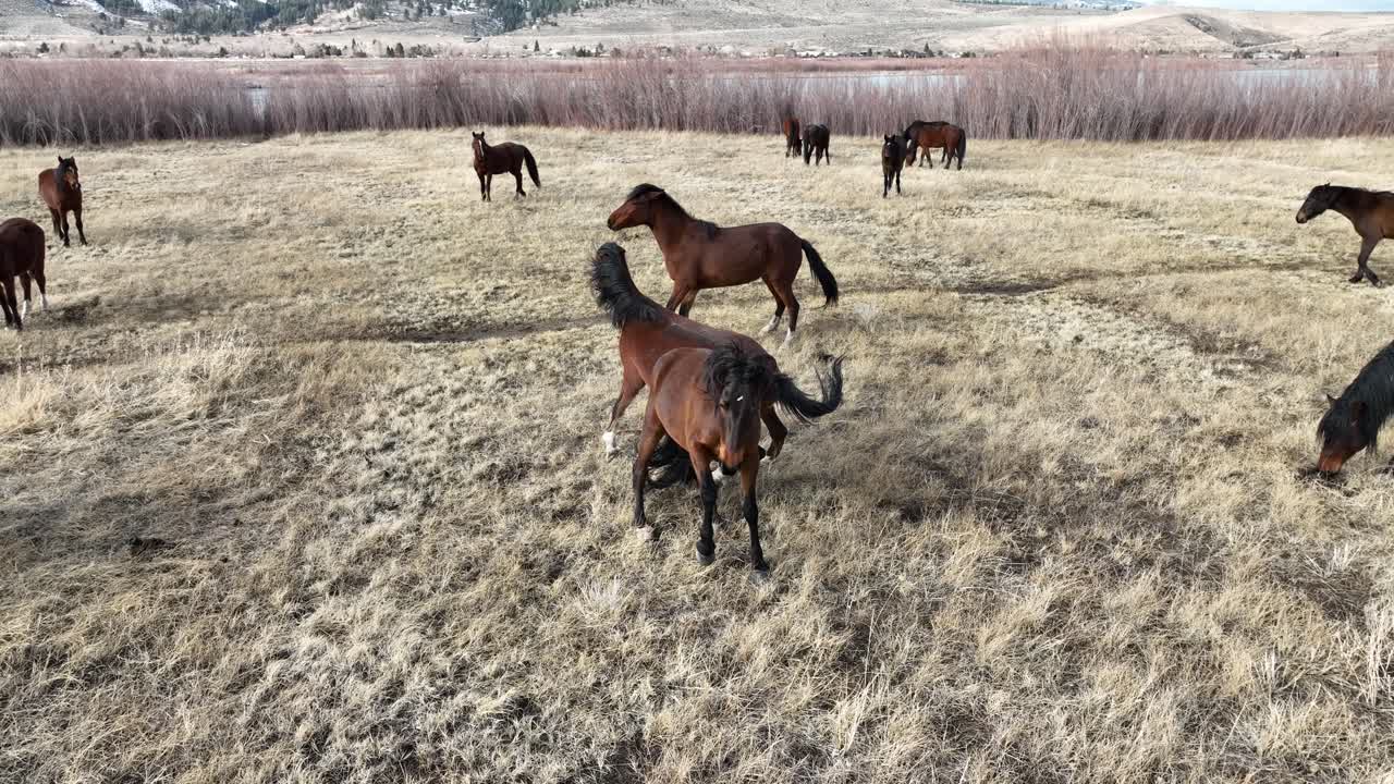 2 Mustangs Selvagens se coiceando. 10 segundos.