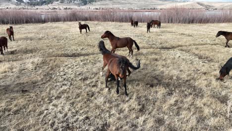 2 wild mustangs kicking each other.  10 seconds
